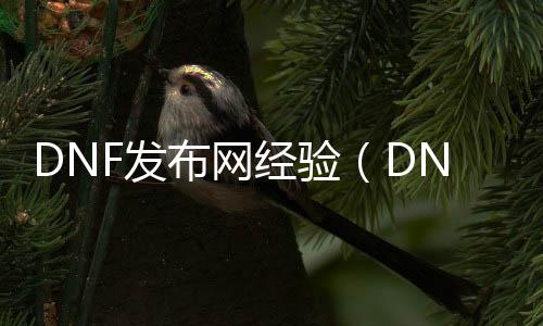 DNF发布网经验（DNF发布网与勇士攻略经验）